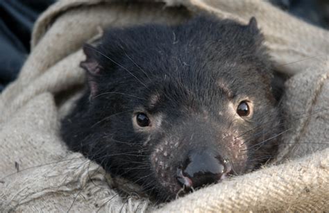 Newsroom Protecting Endangered Tasmanian Devils And Their Parasites