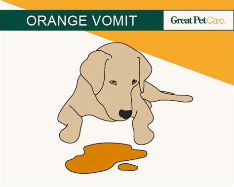 Dog Vomit Color Guide Great Pet Care