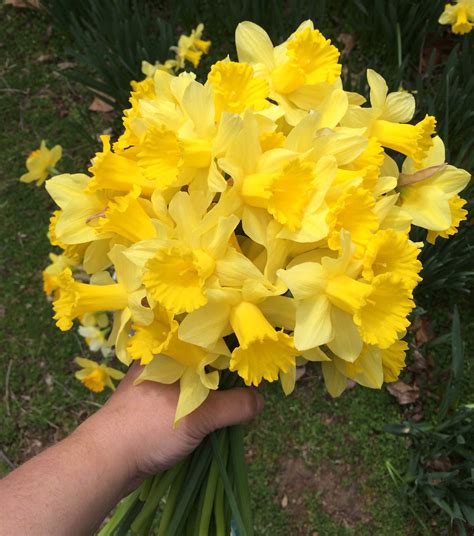 Daffodil Season In The Ozarks · Hawk Hill