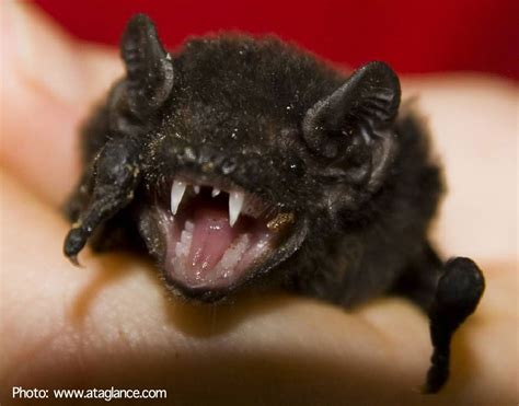 This Is A Cute Goulds Wattled Bat Photo By Lee Curtis Ataglance