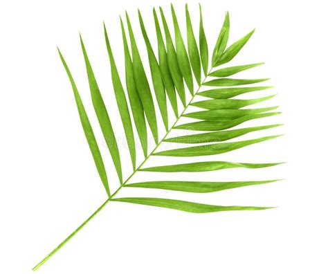 Green Palm Branch Stock Photo Image Of Tropical Single 90940378
