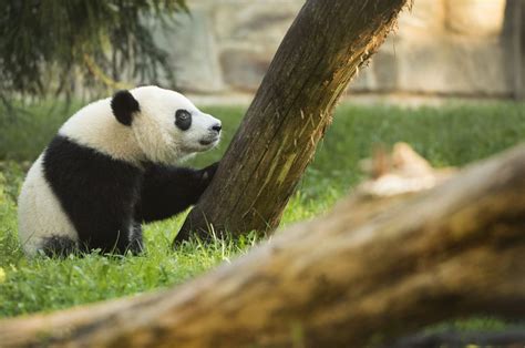 Panda Cam On For Now But Government Shutdown Could Turn It Off The