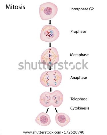 Mitosis Stock Photos Royalty Free Images Vectors Shutterstock