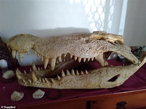 The Biggest Crocodile Ever Caught In Australia Was Shot By