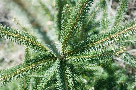 Pine Tree Close Up 4077 Stockarch Free Stock Photos