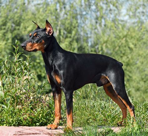 German Pinscher Full Profile History And Care