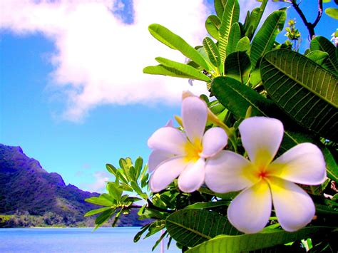 Awesome Hawaiian Flowers Wallpapers Top Free Awesome Hawaiian Flowers Backgrounds