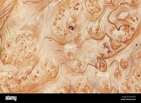 Wood Burl Texture Background High Resolution Image Of Exotic Hardwood Veneer Grain Burr Stock