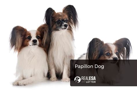 Papillon Dog Breed Profile Characteristics And Origin