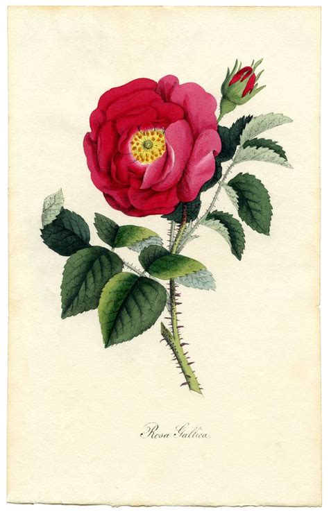 Rose Botanical Print Download Exceptional Ilustraciones Botanicas