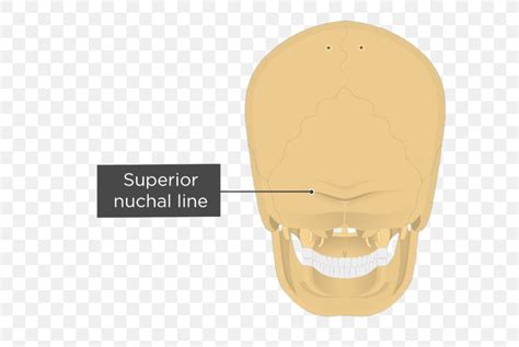 Nuchal Lines Occipital Bone Nuchal Ligament Nuchal Plane Anatomy Png