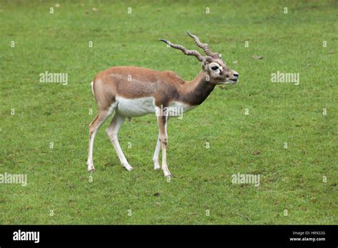 Indian Blackbuck Antilope Cervicapra Wildlife Animal Stock Photo Alamy