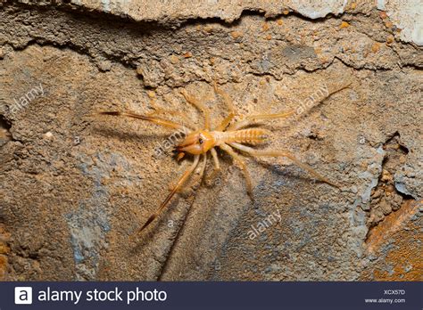 Despite the name, camel spiders do not eat camels. Scorpion Israel Stock Photos & Scorpion Israel Stock ...