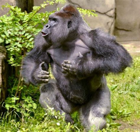 The World Wants Justice For Gorilla Harambe Who Was Shot Dead By A Us