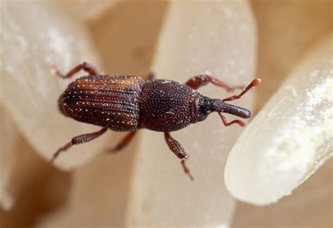 Rice Weevil Stock Photos Pictures And Royalty Free Images Istock