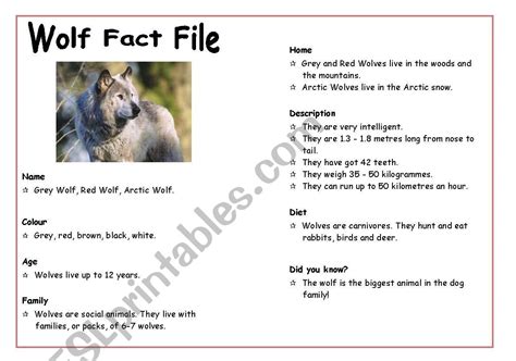 Wolf Fact File Esl Worksheet By Anabat