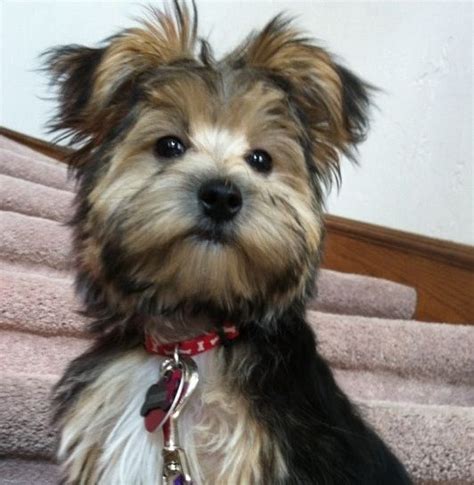 Morkie Morkie Puppies Maltese Dogs Yorkie Cute Puppies Dangerous