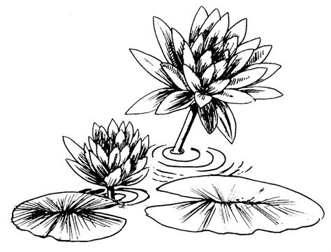 Lily Pad Line Drawing Clipart Best