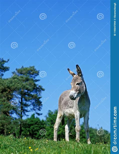 French Grey Donkey Adult Standing On Grass Stock Photo Image Of
