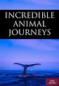 Incredible Animal Journeys - TheTVDB.com
