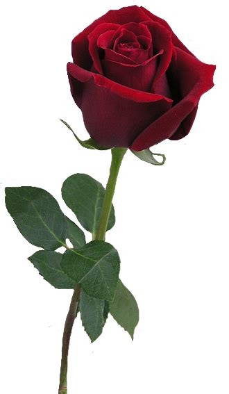 Red Rose Bud Png Clipart Roos Knoppen Bloemen Prachtige Roos