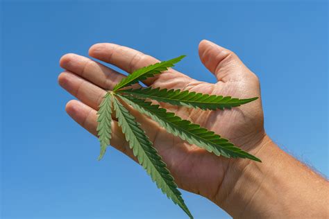 Marijuana News Today: U.S. Marijuana Market Set to Grow in 