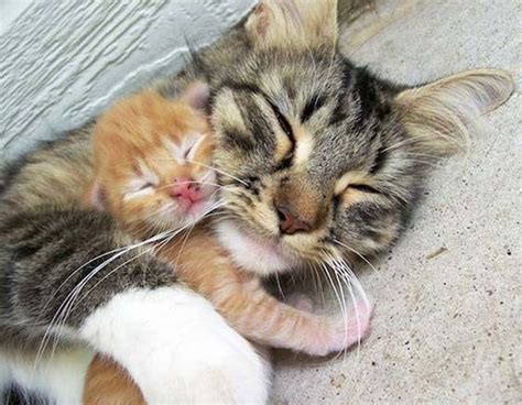The best time for kittens to leave mom is around 7 weeks. Kort kattenfeitje: melktrappelen of kneden » Door ...