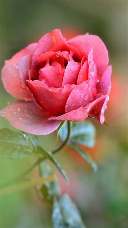 Iphone Flower Pink Single Rose Water Drops