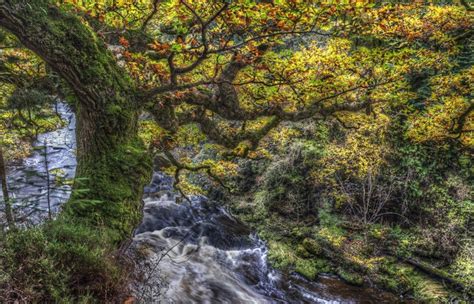 4k 5k Clyde Valley Woodlands Scotland Forests Rivers Trunk Tree