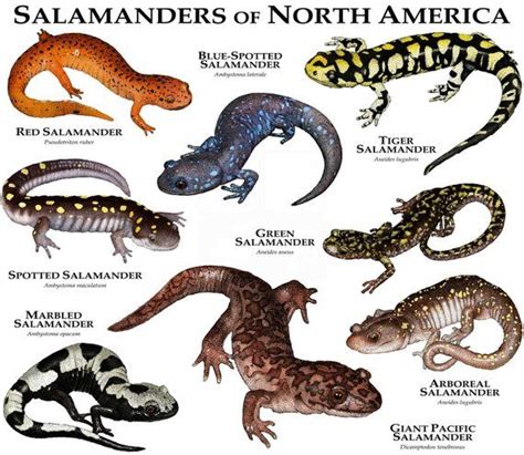 Salamanders Of North America Poster Print Etsy Salamander Reptiles