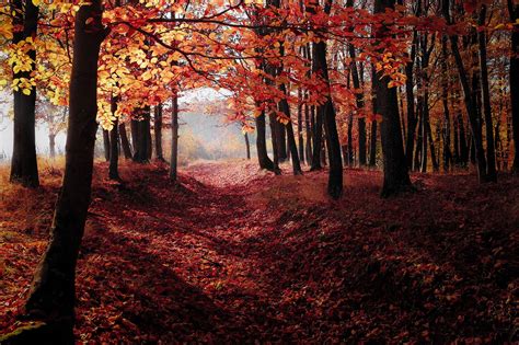 Forest Autumn Fall Free Photo On Pixabay