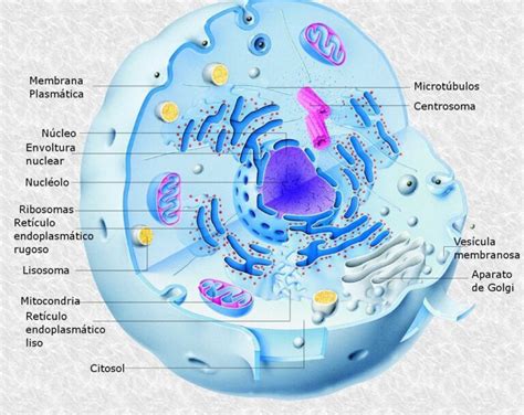 Esquema De Célula Eucariota ¡fotos And Guía 2021