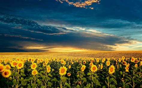 Hd Sunflowers Wallpapers ~ Top Best Hd Wallpapers For Desktop