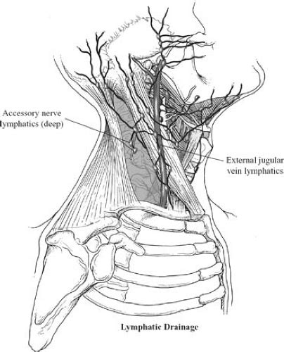 Applied Anatomy Of The Chest Wall And Mediastinum Basicmedical Key