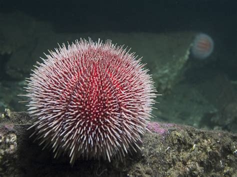 Sea Urchins Echinoidea