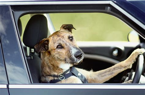 Take Me For A Ride How To Keep Your Dog And You Safe In The Car