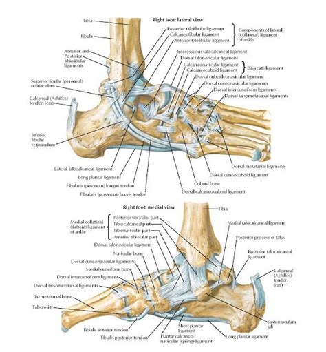 Ligaments And Tendons Of Ankle Anatomy Posterior Talofibular Ligament
