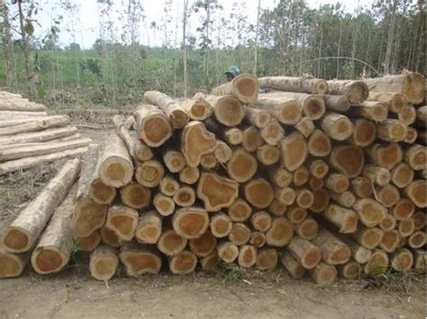 Hardwood Timber Round Logs Teak Wood Log Wholesaler From Chennai