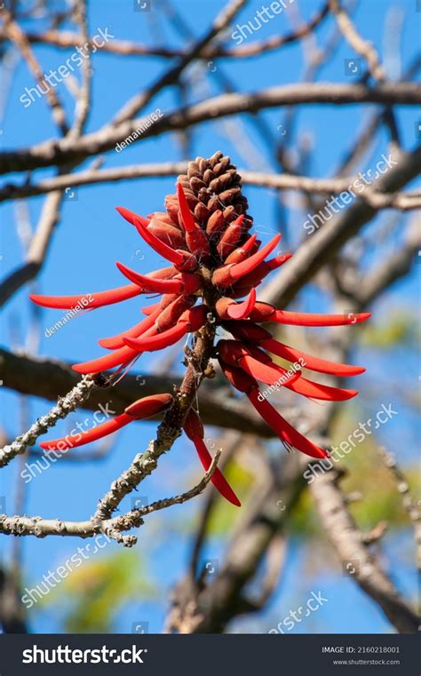 3 Erythrina X Sykesii Images Stock Photos And Vectors Shutterstock
