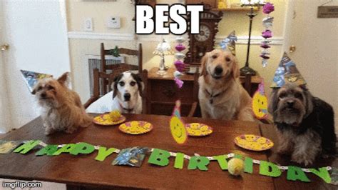 Four Dogs Sitting At A Table With Birthday Cake And Candles In Front Of