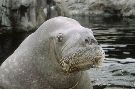 Walrus Wallpaper And Background Image 1781x1183 Id53547