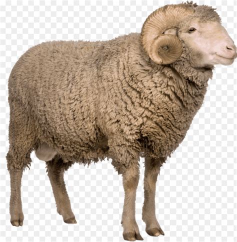 Real Sheep Png PNG Transparent With Clear Background ID 129733 TOPpng