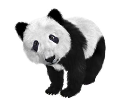 Giant Panda Red Panda Clip Art Panda Png Png Download