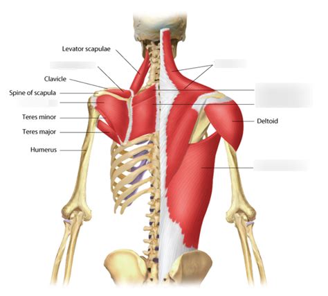 The usual cause of overstretched chest muscles can be the over exercising. Human Shoulder Muscles Diagram / The Shoulder Joint ...