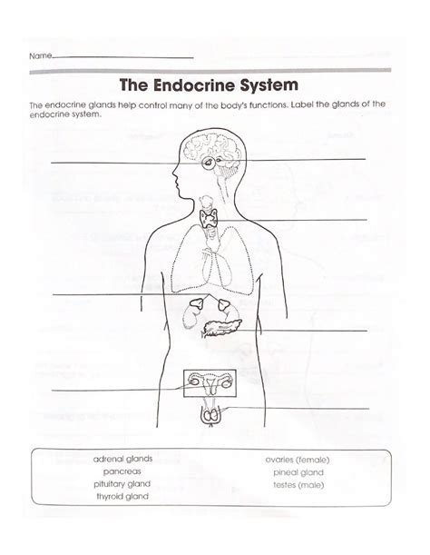 The Endocrine System Interactive Worksheet