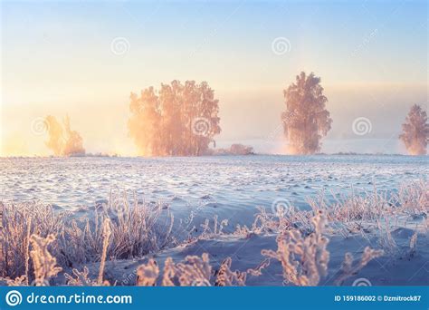 Sunny Winter Morning Beautiful Winter Scene In Frosty Morning Winter