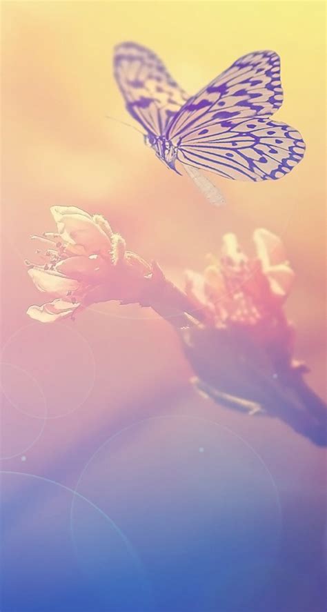 30 Colorful Butterfly Wallpapers Free To Download Godfather Style