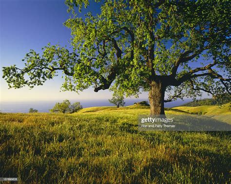 Lone Oak Tree On Hill Top High Res Stock Photo Getty Images