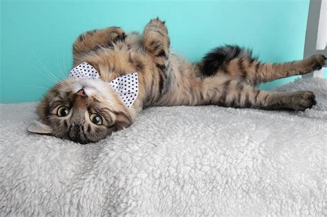 Black Brown Tabby Cat Lying Down Rolling Over Back Wearing White Polka