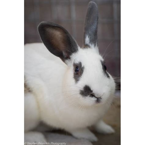 Maybe you would like to learn more about one of these? Patch - Male Bunny Rabbit Rabbit in SA - PetRescue